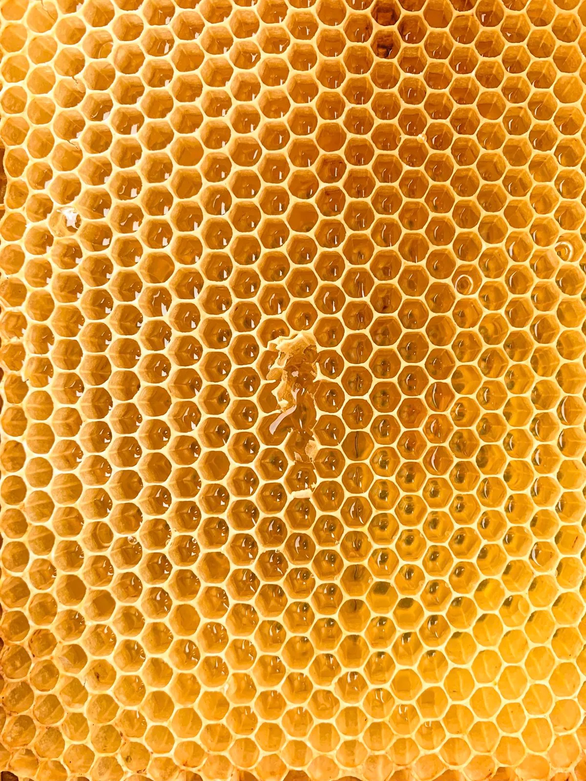 Africanized honey bee swarm removal in El Paso