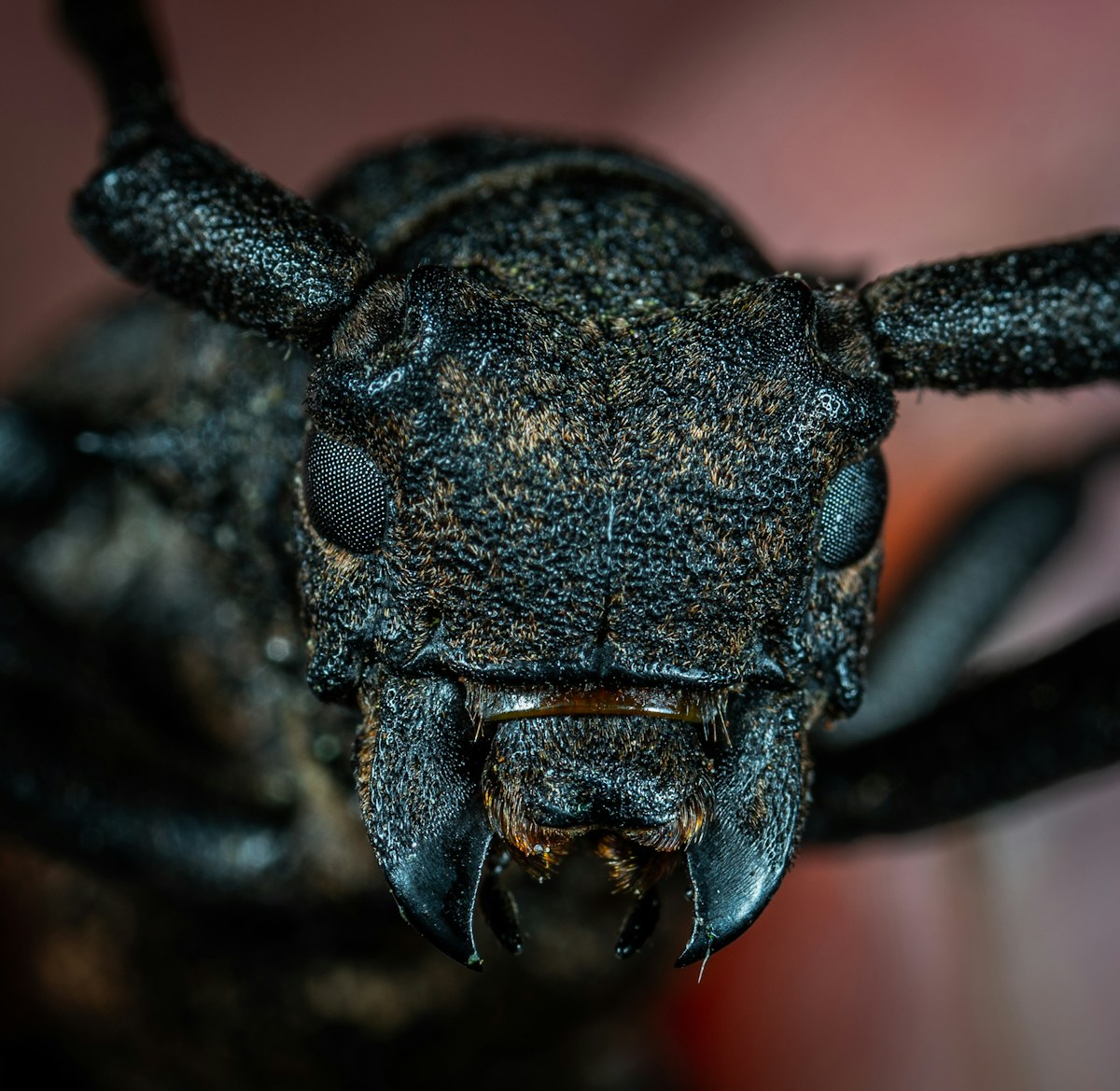 Pantry beetle inspection in an El Paso kitchen