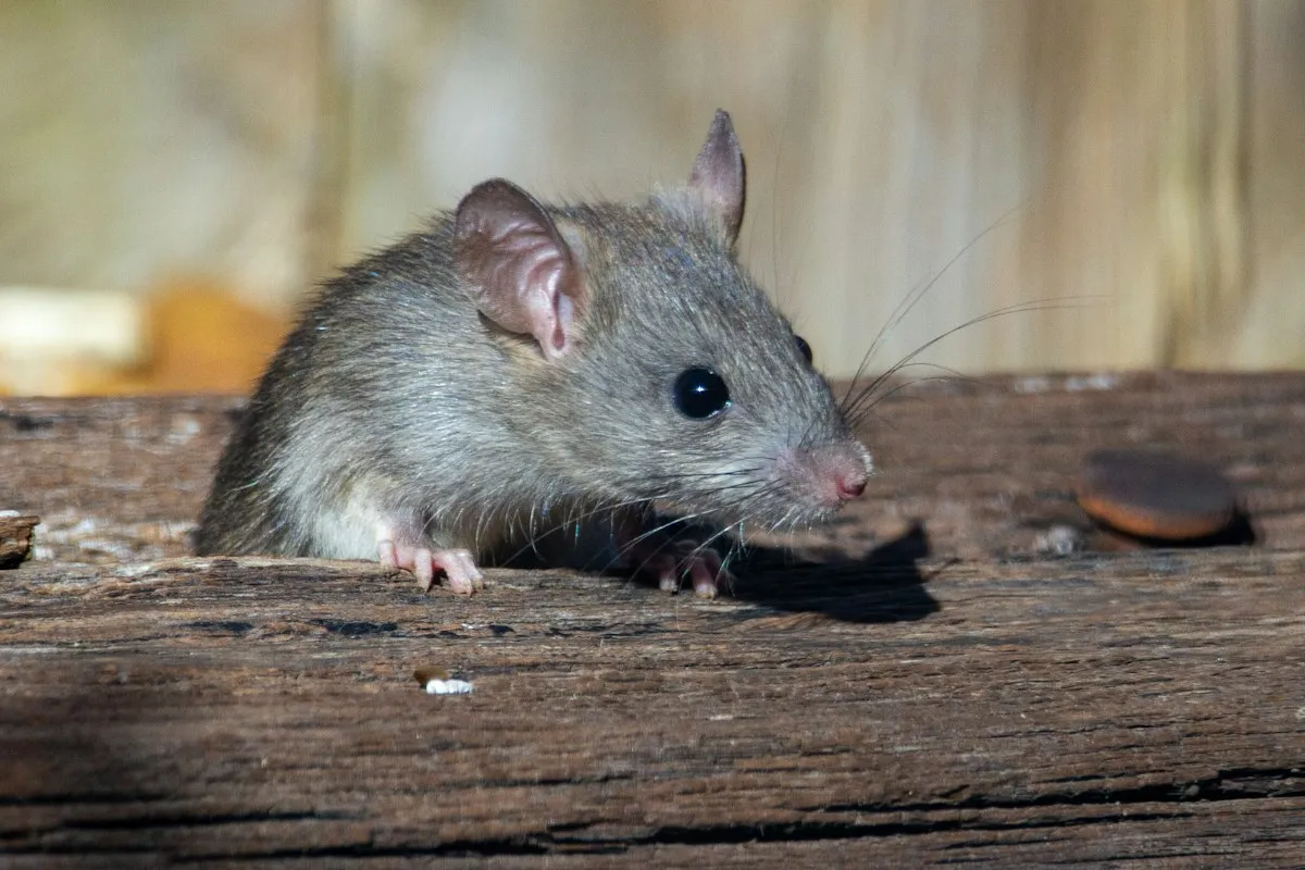 Desert pack rat and mouse exclusion sealing in El Paso attic