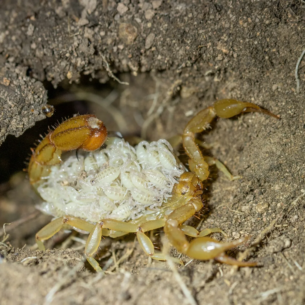 Bark scorpion inspection and desert barrier treatment in El Paso