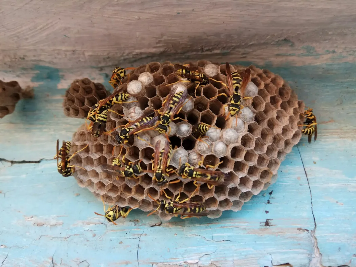 Wasp and hornet nest removal from El Paso home eaves